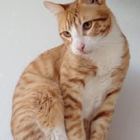 MAXL - er braucht dringend ein Zuhause!, Kater zur Adoption