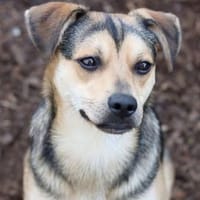 TINA will doch nur ein Zuhause, Hündin zur Adoption