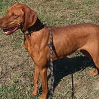 Liebenswerter Marco sucht nach Liebe, Hund zur Adoption