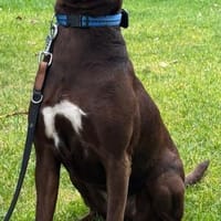 Roma intelligent und  lernwillig, Hündin zur Adoption