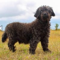 Leon, blinder ganz lieber Rüde, Hund zur Adoption
