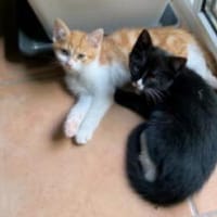 Zwei Racker suchen gemeinsames Körbchen, Kater zur Adoption