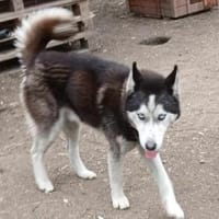 Balto, er möchte nur Liebe, Hund zur Adoption