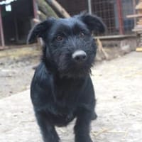 Abu, sucht eine Familie mit Herz, Hund zur Adoption
