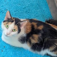 Alexa, Katze zur Adoption