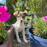 Kuschel Körbchen gesucht, Hündin zur Adoption