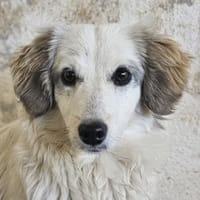Cayla, geb. ca 05/2024, 53881 Euskirchen, Hündin zur Adoption