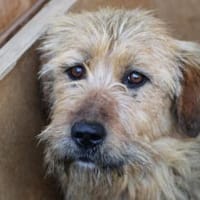 Bamboo - zutraulich u. kinderlieb, Hündin zur Adoption