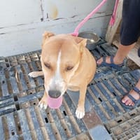 Lucia, Hündin zur Adoption