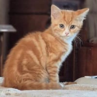 HARRY - kleiner Wirbelwind, Kater zur Adoption