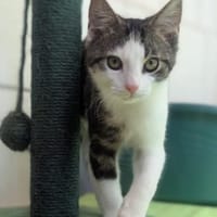 Matty u. Kosmo, Kater zur Adoption