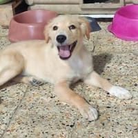 kleine, zarte Gina 🥰 die immer lacht 😊, Hündin zur Adoption