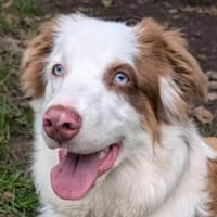 VAIANA - liebevoll&aufgeweckt, Hündin zur Adoption