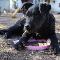 Angy sucht ihre Familie, Hündin zur Adoption
