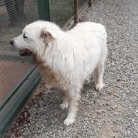 Pilu, Hund zur Adoption