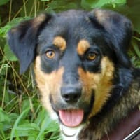 WILHELMINCHEN- bezauberndes Hundemädchen, Hündin zur Adoption