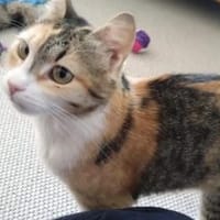 Kämpferin Trixa sucht ein Zuhause., Katze zur Adoption