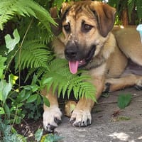Freundlicher Rüdiger sucht Familie, Hund zur Adoption