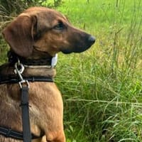 Kayo -zur Pflege in 23701 Bockholt-, Hund zur Adoption