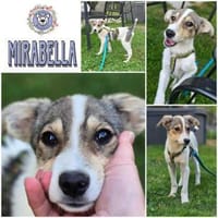 MIRABELLA * klitzekleines Wunderwerk, Hündin zur Adoption