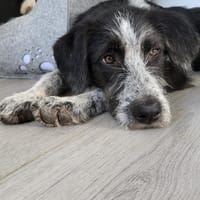 Liebe Paula, sucht ihre Familie, Hündin zur Adoption