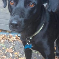 Traumhund Nero sucht seine Menschen, Hund zur Adoption