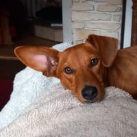 Verschmuste Caipirinha sucht ihr Sofa, Hündin zur Adoption