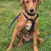 Maico (zur Pflege in 59423 Unna), Hund zur Adoption