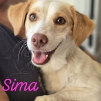 Sima, Hündin zur Adoption