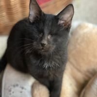 Bilnde Arya, Katze zur Adoption