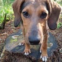 Feivel sucht ein liebevolles Zuhause, Hund zur Adoption