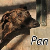 Pan möchte in Ihr 💖, Hund zur Adoption