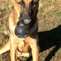 Phönix-BR  Lebensfroher Jungspund, Hund zur Adoption