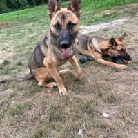 Ivo-BR  Kluger, aktiver Malinois-Rüde, Hund zur Adoption