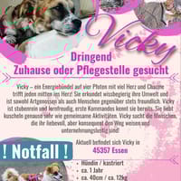 Vicky sucht ein neues Zuhause, Hündin zur Adoption