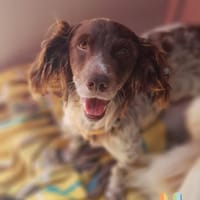 Jasper auf Pflegestelle, Hund zur Adoption