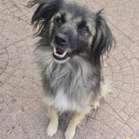 PELOSO 💙 liebenswerte Menschen gesucht, Hund zur Adoption
