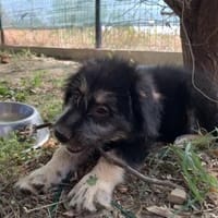 Nadi - fröhliches Welpenmädchen, Hündin zur Adoption