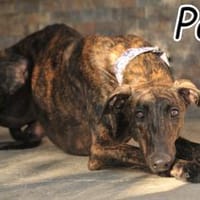 Haben Sie Lust auf Pan 💖, Hund zur Adoption