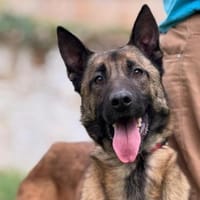 Bravo❤ Rasse Kenner erwünscht, Hund zur Adoption