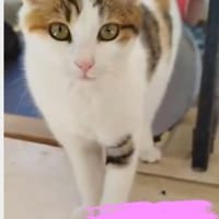 Glückskatze Lucie, Katze zur Adoption