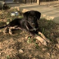Neva - zauberhaftes, kleines Mädchen, Hündin zur Adoption