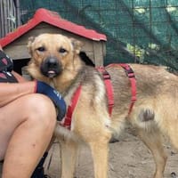 Lidl - ein wahrer Freund u. Familienhund, Hund zur Adoption