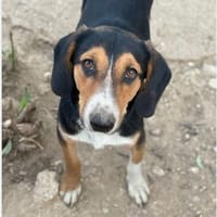 Liebenswerter Leo, Hund zur Adoption
