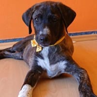 Welpe Vadi - eine Schönheit - VORGEMERKT, Hund zur Adoption
