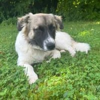 Wollknäuel Gustl sucht seine Familie, Hund zur Adoption