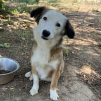 Violeta - Sonnenschein - VORGEMERKT, Hündin zur Adoption