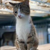 Blinder Anton, Kater zur Adoption