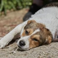 Irmgard❤sucht Körbchen fürs Leben, Hündin zur Adoption