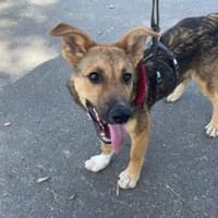 Lass dich von Maverick verzaubern!, Hund zur Adoption